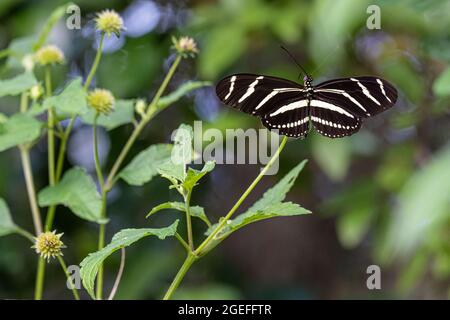 Zebra Longwing Butterfly (Heliconius charitonius), Florida's state butterfly, along Fort Caroline trail at the Timucuan Preserve in Jacksonville, FL. Stock Photo