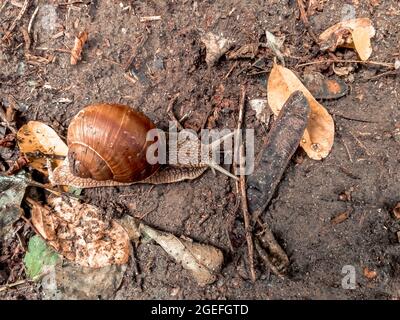 Top view of a snail on dried leaves Stock Photo