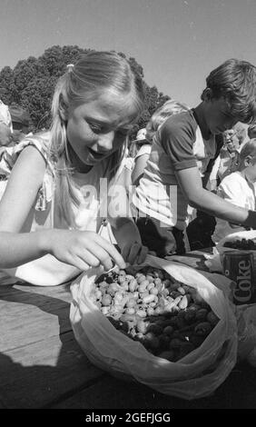 KINGAROY QUEENSLAND, AUSTRALIA, MAY 28, 1984: Unidentified contestants spped through their time during a peanut shelling competition at the peanut festival in 1984. Scanned from original negatives for newspaper publication. Stock Photo