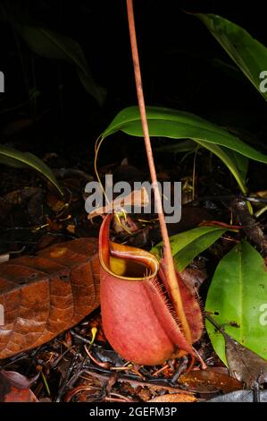 Pitcher plant with lower pitcher (Nepenthes bicalcarata), Sarawak, Borneo Stock Photo