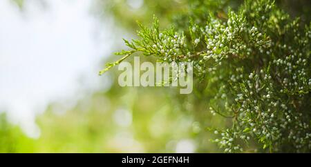 Natural backgrounds. Copy space for text. Evergreen cypress trees with young berries. Bunches of berries. Branch. Stock Photo
