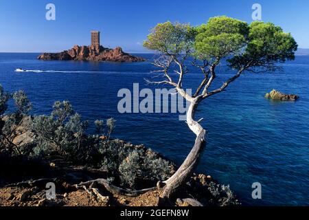 Visit the Golden Island (ile d'Or)