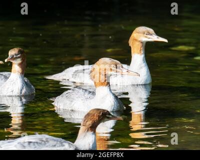 River Rothay Fishing River Rothay - Fishing Stock Photo - Alamy