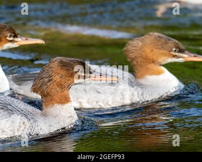 River Rothay Fishing River Rothay - Fishing Stock Photo - Alamy