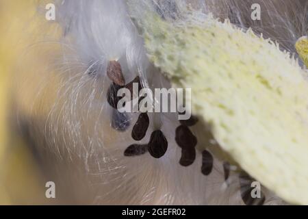Macro shot of common milkweed with fluffy white hairy seeds Stock Photo