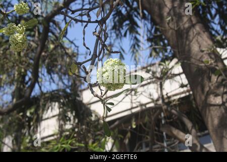 Blackboard tree or Chitwan (Alstonia scholaris) with fragrant white flowers Stock Photo