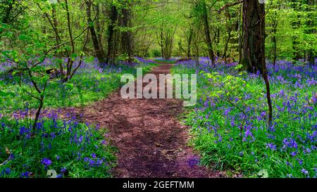 Wickham, UK - May 9, 2021:  Bluebells in the woods - Forest of Bere, Hampshire, UK Stock Photo