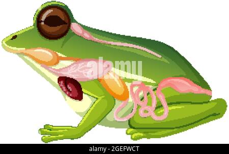 Internal anatomy of frog with organs illustration Stock Vector