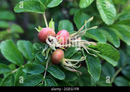 Rose hips on bush on hedge along Rectory Lane, Saltwood, Hythe, Kent, England, United Kingdom Stock Photo