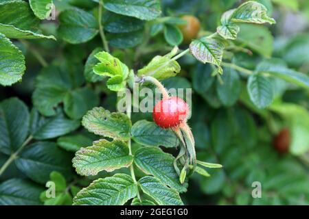 Rose hip on bush on hedge along Rectory Lane, Saltwood, Hythe, Kent, England, United Kingdom Stock Photo