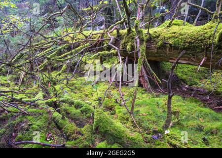 Fallen tree covered with green moss in a old growth forest Stock Photo
