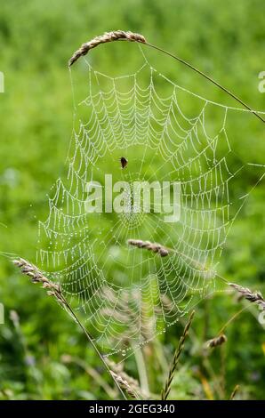 Spider web covered with dew drops in a grass field in the countryside in Germany, Europe Stock Photo