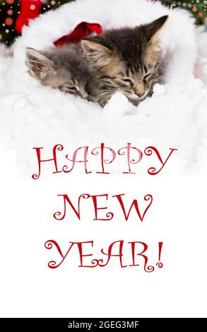 Vertical banner with text Happy New Year - 2 sleeping kittens in the sock of Santa Claus. Beautiful Christmas card. Stock Photo