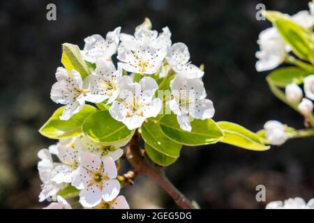 Flowering of an apple tree in spring: white flowers Stock Photo