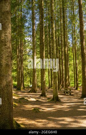 Footpath in the grounds of David Marshall Lodge  behind Aberfoyle Stirling in the Trossachs Scotland. Stock Photo