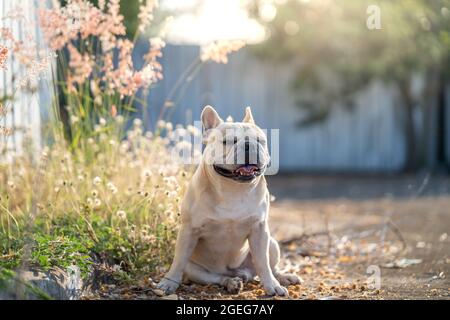 Happy English Bulldog resting in the field on a sunny day