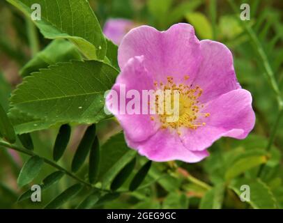 Close-up of the pink flower on a wild rose plant growing in a meadow Stock Photo