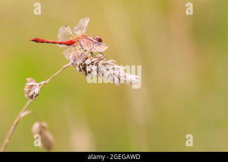 The red-veined darter dragonfly or nomad dragonfly (Sympetrum fonscolombii) Sympetrum genus, resting in nature Stock Photo