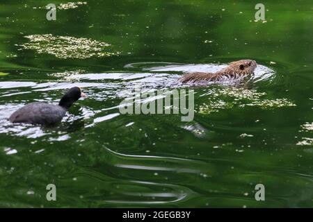Wild nutria (also called coypu or beaver rat, Myocastor coypus) chased by an eurasian coot (Fulica atra) in pond Stock Photo