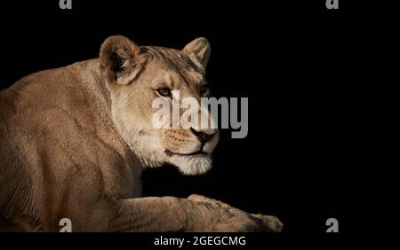Lioness female lion, Panthera leo, lying down isolated on black background. Stock Photo