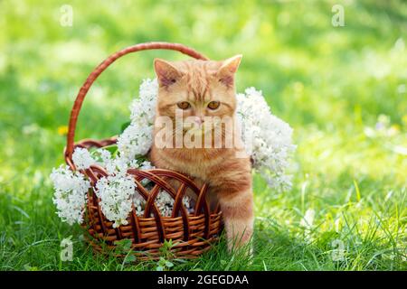 Beautiful spring portrait of a red kitten in a basket with white lilac flowers in the garden Stock Photo