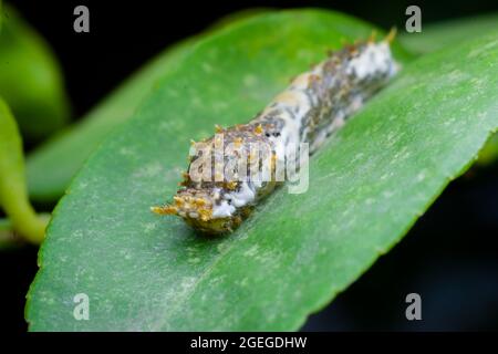 Common lime butterfly caterpillar on the lemon plant leaf. Used selective focus. This larvae butterfly also known as lime swallowtail. Stock Photo