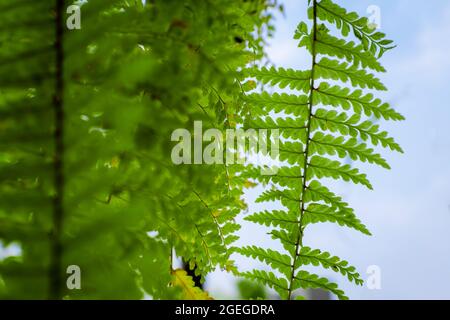 Ferns in vertically aligned with blue sky blurry background and selective focus. Stock Photo