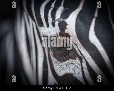 Close-up of a zebra eye and striped face, dramatic wildlife portrait with natural black and white patterns. Stock Photo