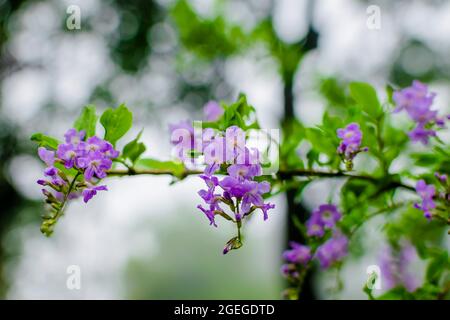 Duranta erecta plant flowers of purple color with twig during rainy season. Used selective focus with bokeh background. Stock Photo