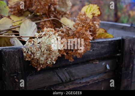Fall arrangement of dried hydrangea flowers and dried corn stalks