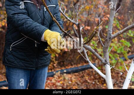 Pruning walnut tree. Whitewashed tree without leaves on background of yellow autumn leaves and farmer in warm jacket and gardening gloves holding Stock Photo