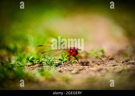 Red Dragonfly on the ground  Stock Photo