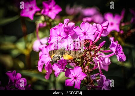 Pigeon tail moth on violet flowers Stock Photo