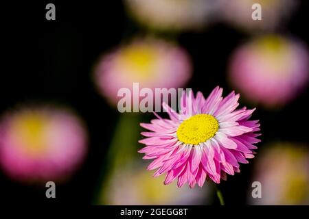 Close-up on pink daisy flower  Stock Photo