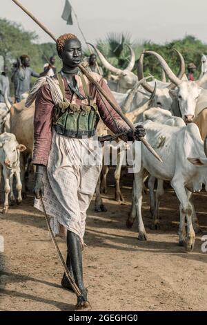 A woman, one of the Dinka herders, walked through the cows.TEREKEKA, SOUTH SUDAN: In one image, a man stared into the camera surrounded by cows while Stock Photo