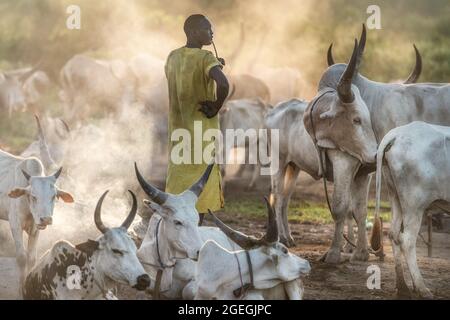 A man watched over the cows. TEREKEKA, SOUTH SUDAN: In one image, a man stared into the camera surrounded by cows while brandishing a huge machine gun Stock Photo