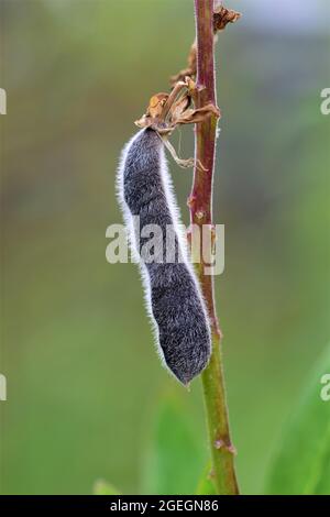 Close up of a black ripe lupine pod against a blurred green background Stock Photo