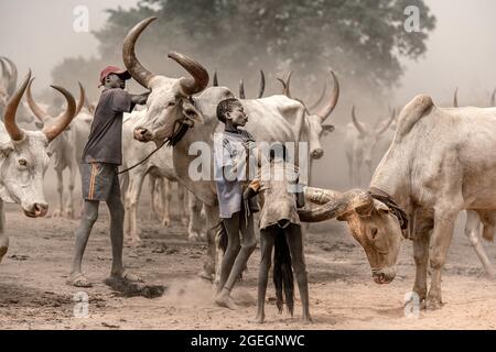 Children and adults alike work with the cows. TEREKEKA, SOUTH SUDAN: In one image, a man stared into the camera surrounded by cows while brandishing a Stock Photo