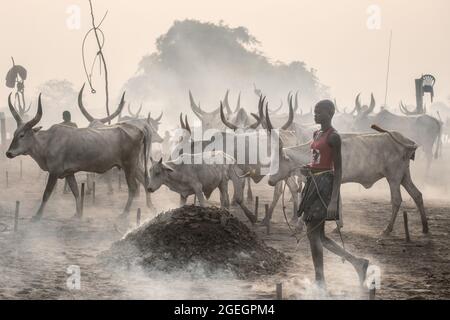 Cows behind a dung fire being herded by a Mundari girl. TEREKEKA, SOUTH SUDAN: In one image, a man stared into the camera surrounded by cows while bra Stock Photo