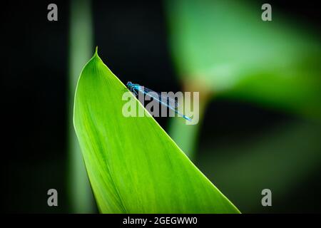 Blue dragonfly on green leaf by the pond Stock Photo
