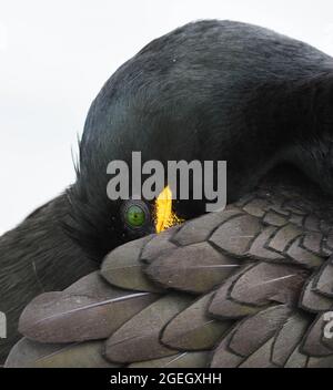 A Shag with beak tucked under its wing on Farne Island, Northumberland. Gulosus aristotelis Stock Photo