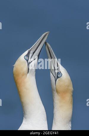 Pair of Northern Gannets displaying bonding ritual on the cliffs of RSPB Bempton Cliffs. East Yorkshire. Stock Photo