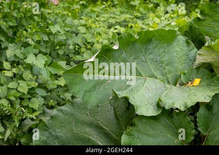 Closeup shot of Burdock leaves Stock Photo