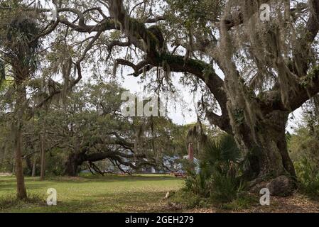 Trees on the interior of Bull Island off the coast of South Carolina near Charleston, USA Stock Photo