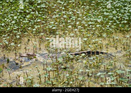 A baby alligator in the swamps of Bull Island off the coast of South Carolina near Charleston, USA Stock Photo