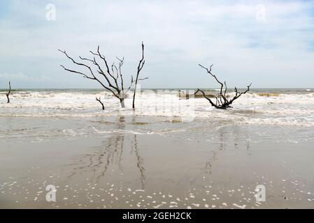 Dead trees in the sea at Boneyard Beach on Bull Island, South Carolina Stock Photo