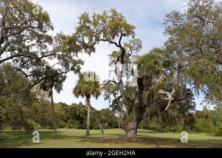 Trees on the interior of Bull Island off the coast of South Carolina near Charleston, USA Stock Photo