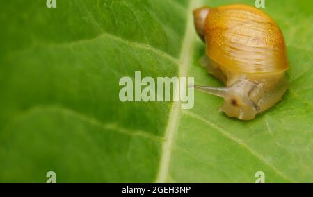 Close-up of a amber land snail crawling on a green plant leaf in the garden. Stock Photo