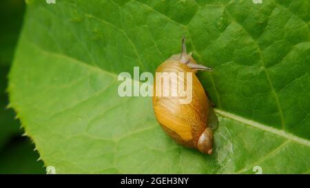 Close-up of a amber land snail crawling on a green plant leaf in the garden. Stock Photo