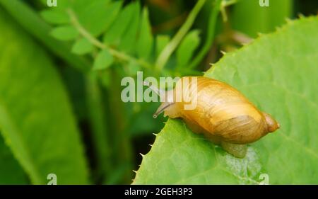 Close-up of a amber land snail crawling on a green plant leaf in the garden. Stock Photo